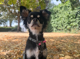 KC reg long hair girl pup (health tested parents)