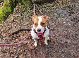 American bulldog