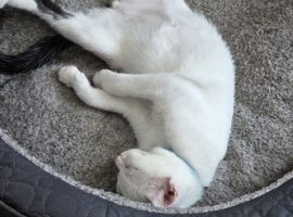 Male neutered black and white cat