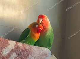 male and female lovebirds