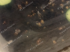 Baby African land snails urgent