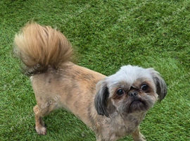 Stunning imperial shih tzu kc tiny boy brindle imperial shih tzu