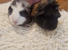 4 baby guinea pigs for sale