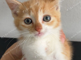 Kittens for sale
