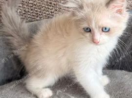 Full breed Siberian kittens