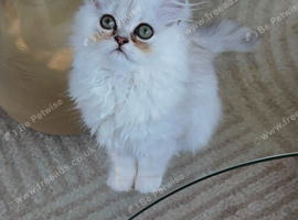 Stunning Pure Persian Chinchilla Ready to Go