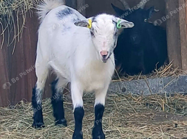 Pygmy goat