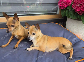 Two lovely girls looking for forever home