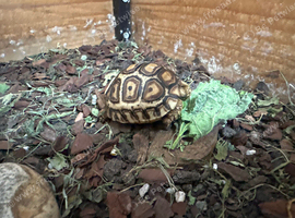 Leopard tortoise