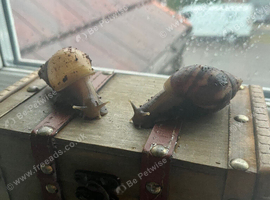 2 Stunning Lissachatina fulica