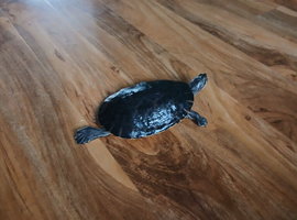 Yellow bellied slider turtles