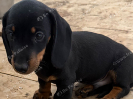 3 male dachshund