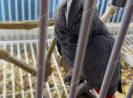 Breeding male African grey