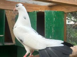English garden fantail pigeons