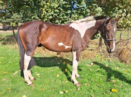 15.3hh Trotter x Cob 6 years old