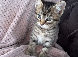 Tabby kitten
