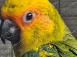 Sun Conure