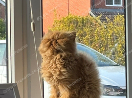 Persian cat for sale