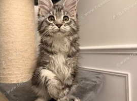 MAINE COON KITTEN