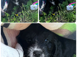 Cockapoo puppies ready to go now