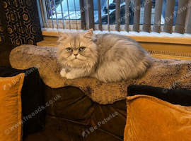 Chinchilla persian