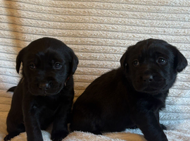 Goregous Labrador Puppies