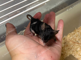 Baby male fancy mice for sale