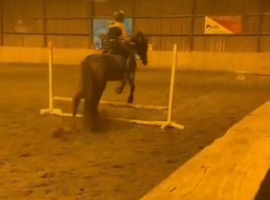 Looking for horse(i dont care about the breed)