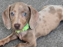 Stunning Miniature Dachshunds
