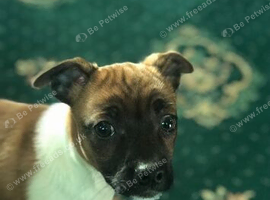Jack Russell cross chihuahua puppies
