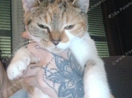 5 month old kitten