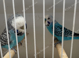 Breeding pair