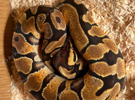 snake for sale