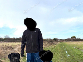 Two and a half year old cane corso