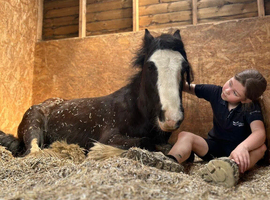 12.1hh 6-Year-Old Cob Gelding &ndash; The Perfect All-Rounder