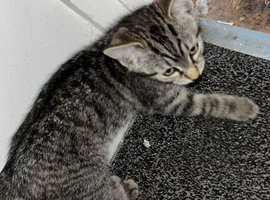 Beautiful Kittens for Sale &ndash;  2 Boys & 1 Girl | Mother Cat Also Available