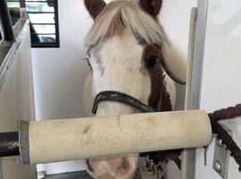 Krystal-untouched pony