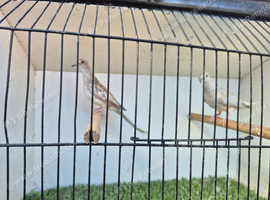Baby diamond doves