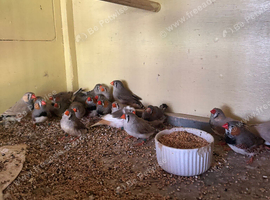 2026 zebra finches