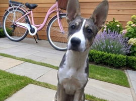 Female 5 months old
