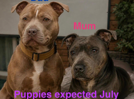 Staffordshire bull terrier puppies due mid July