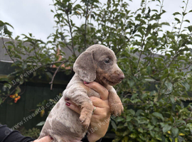 5 male miniature dachshunds