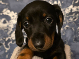 Gorgeous little Lilly looking for her forever home