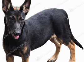 Belgian malinois pups
