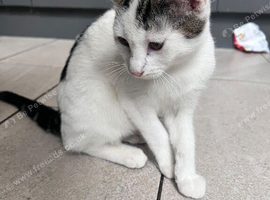 Kitten ready to go