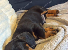 11 weeks old male mini dash hound
