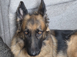 Female German shepherd un neutered