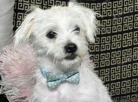 Maltese last boy puppy