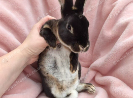 Pair of mini rex babies