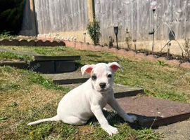 American bulldog